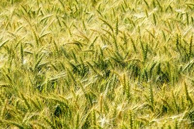 Full frame shot of corn field