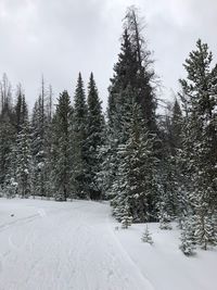 Snow covered pine trees in forest against sky