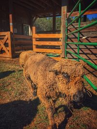 Horse in zoo