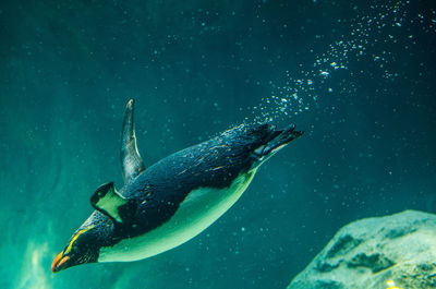 Close-up of duck swimming in water