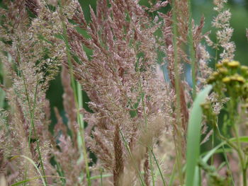 Close-up of fresh plants in field