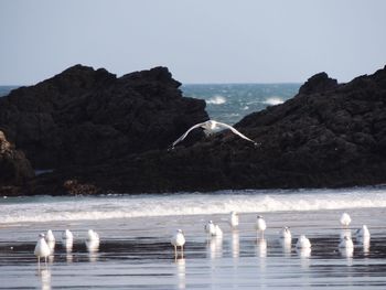 Seagulls on sea shore against clear sky