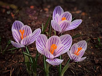Close-up of purple crocus flowers on field