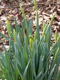 Close-up of fresh green plants