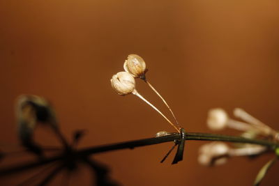 Flower macrography at home in the new normal