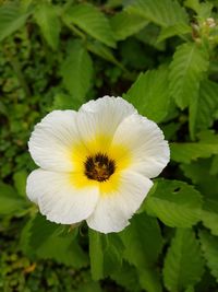 Close-up of white flower blooming outdoors