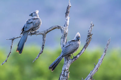 Close-up of birds perching on branch