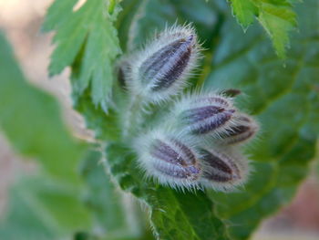 Close-up of fresh green plant