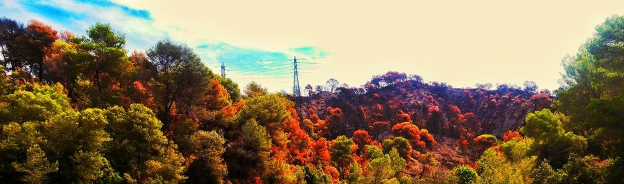 Trees in forest against sky during autumn