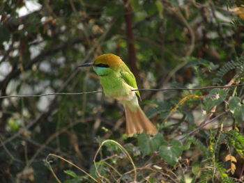 Close-up of bird perching on branch