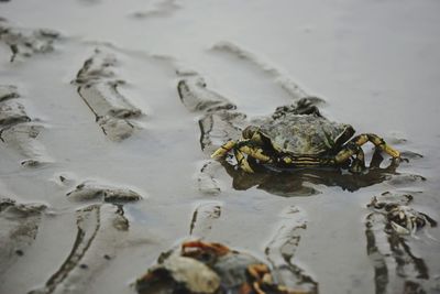 High angle view of crab on wet shore