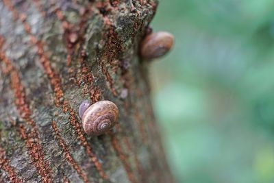 Close-up of snail on tree trunk