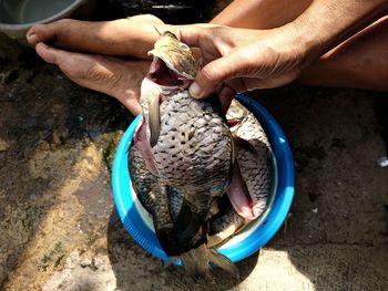 Close-up of hand holding fish