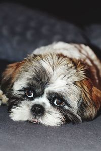 Close-up portrait of dog