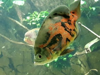 Close-up of fish swimming in sea