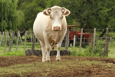 Portrait of horse standing in farm