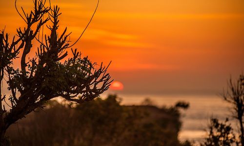 Silhouette tree against dramatic sky during sunset