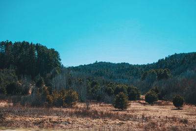 Trees on field against clear blue sky