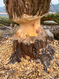 Sunlight falling on tree trunk