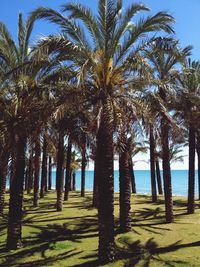 Palm trees against sky