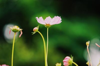 Close-up of flowers blooming outdoors