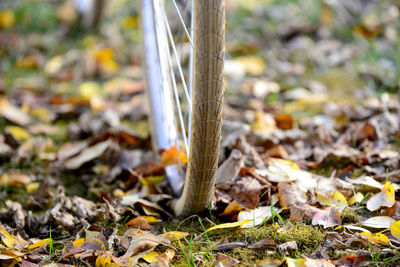 Close-up of bicycle tire amidst fallen autumn leaves on field