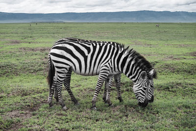 Zebras on a field