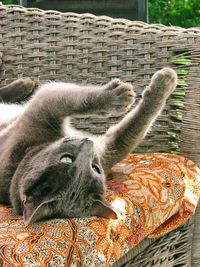 Close-up of cat lying down