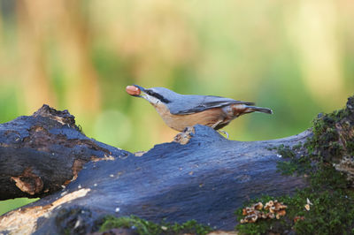 Nuthatch with food on fallen tree