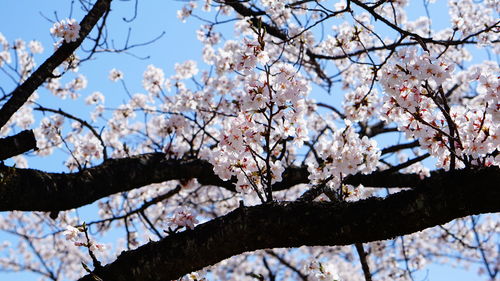 Low angle view of cherry blossoms against sky