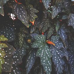 Full frame shot of wet leaves