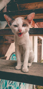 Portrait of cat looking at camera