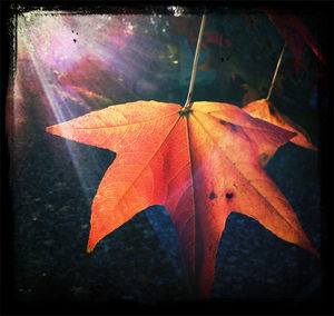 Close-up of maple leaves on plant