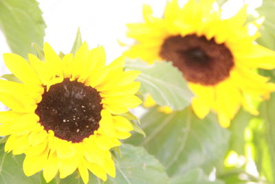 Close-up of honey bee on sunflower