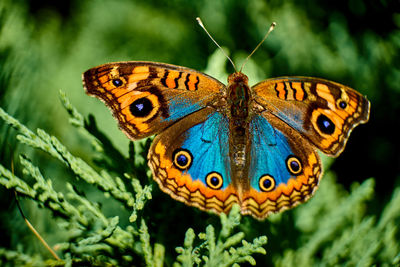 Close-up of butterfly pollinating flower