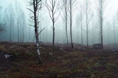 Bare trees in forest during foggy weather