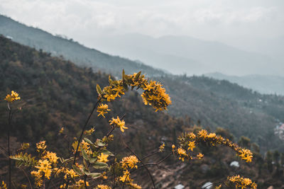 Close-up of yellow flowering plants on land against sky