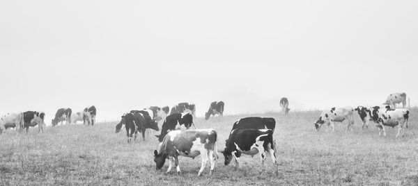 Panoramic view of horses on field against sky