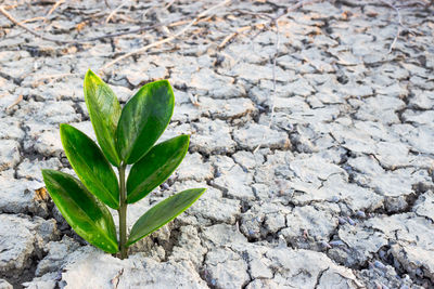 Close-up of fresh green plant