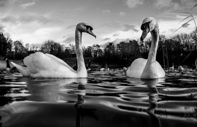 Swan swimming in lake against sky