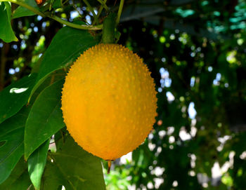 Close-up of fruit growing on tree