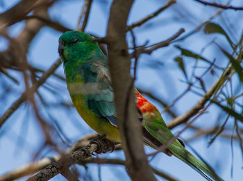 Low angle view of bird perching on tree