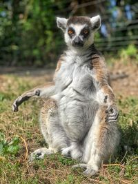 Portrait of lemur sitting on field