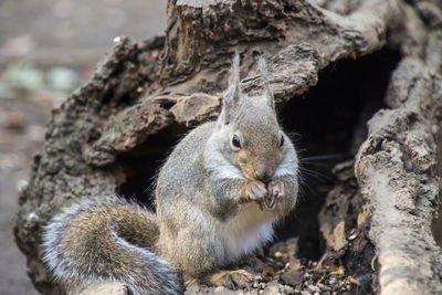 Close-up of squirrel eating