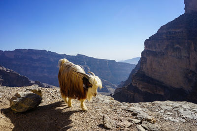 Mountain goat standing on rock against clear sky