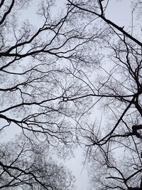 Low angle view of bare trees against sky