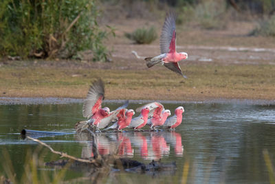 Bird flying over lake