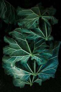 High angle view of green leaves on field