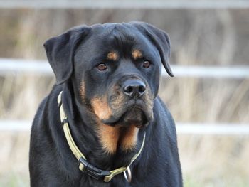 Close-up portrait of black dog