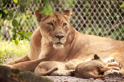 Nursing female african lioness panthera leo feeding her young cubs in the shade.